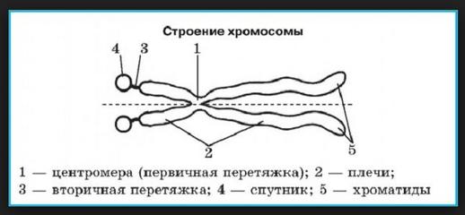 Гомологичные хромосомы: состав и функции