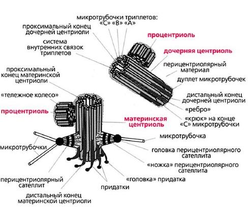 Что такое центриоли клетки: строение и функции.