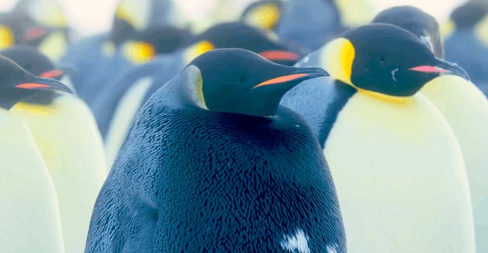 Появилось видео с абсолютно черным пингвином. Скорее всего, он один такой на Земле