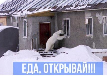50 белых медведей ворвались в русский город - введен режим ЧП