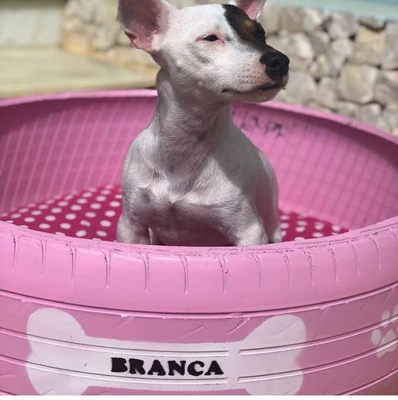 Бразильский художник делает из старых шин кровати для собак. Магия!