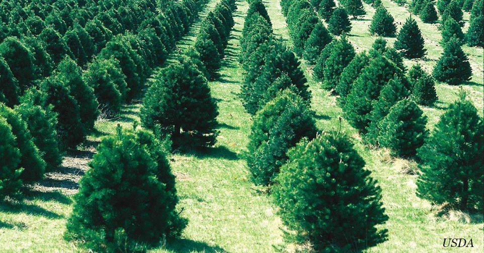 К 2050 году в Австралии посадят 1 млрд деревьев. Это поможет климату