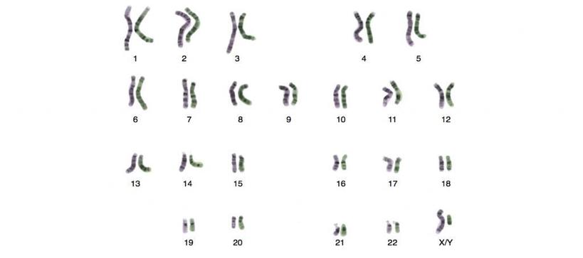 Гомологичные хромосомы: состав и функции