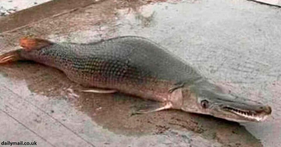 В Китае рыбаки поймали вот такую рыбу. Что это?!