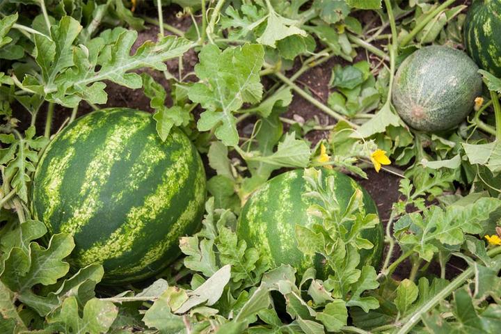 18 растений, которые обожают и презирают друг друга на грядке