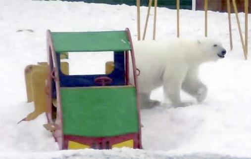 50 белых медведей ворвались в русский город - введен режим ЧП