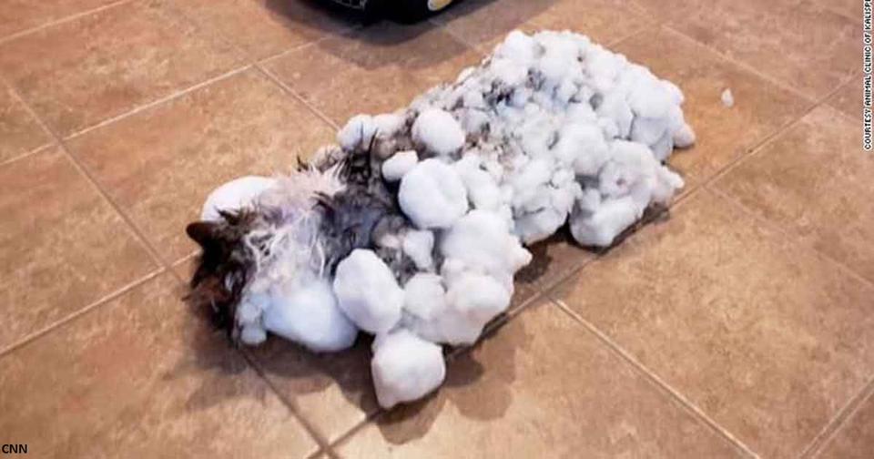 Замороженная кошка оттаяла после того, как ее нашли в сугробе