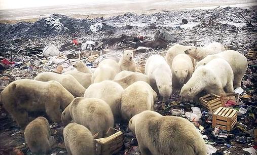 50 белых медведей ворвались в русский город - введен режим ЧП