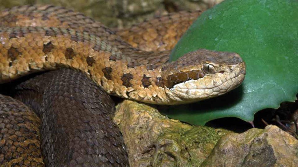7 самых смертоносных змей в мире