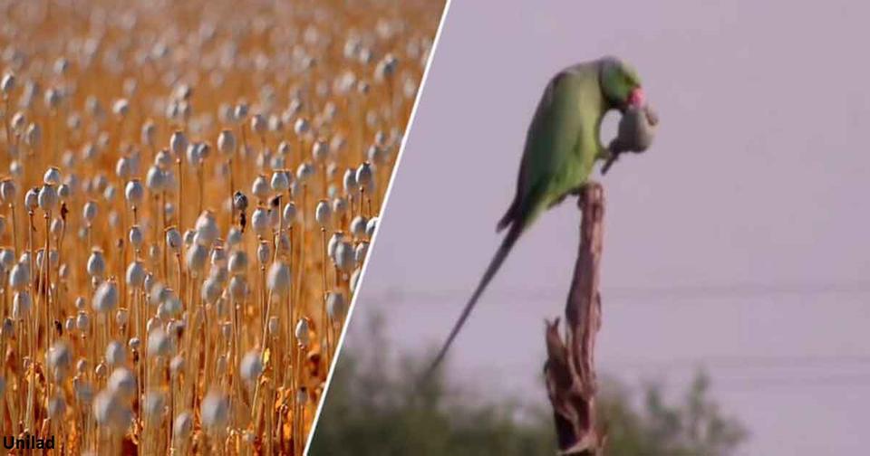 Зависимые от опиатов попугаи совершают набеги на поля с маком в Индии