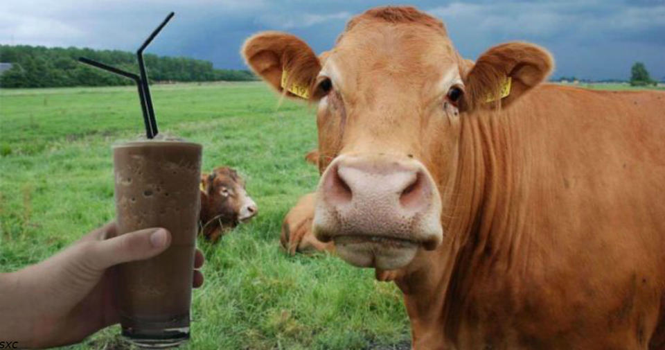 Миллионы американцев считают, что шоколад и какао дают бурые коровы