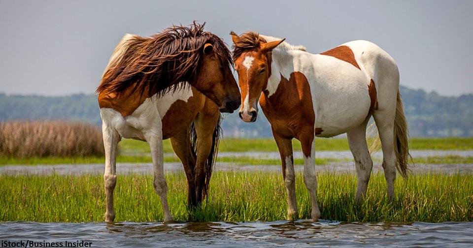 Правительство США предлагает 00 любому, кто хочет усыновить дикую лошадь