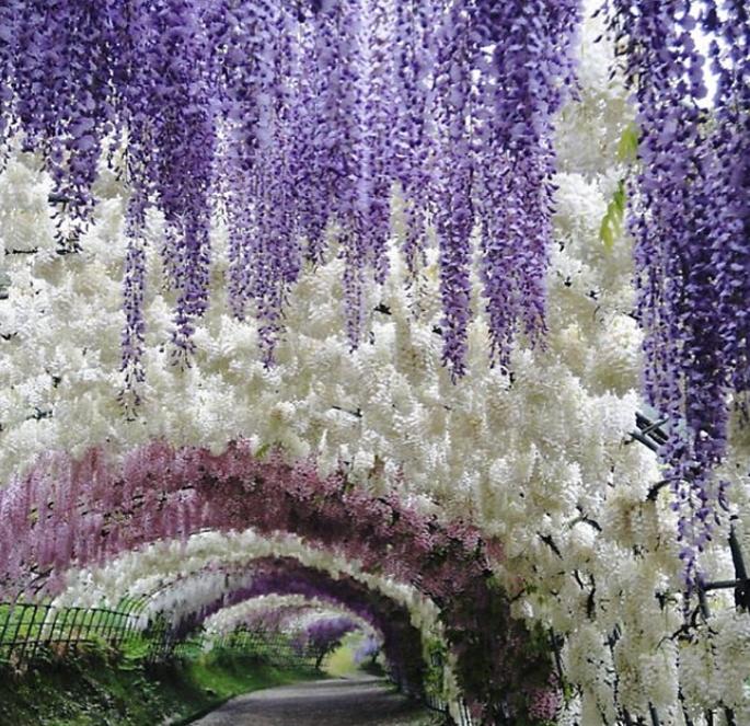 Этот цветочный туннель в Японии - самое романтичное место на Земле. Вот фото