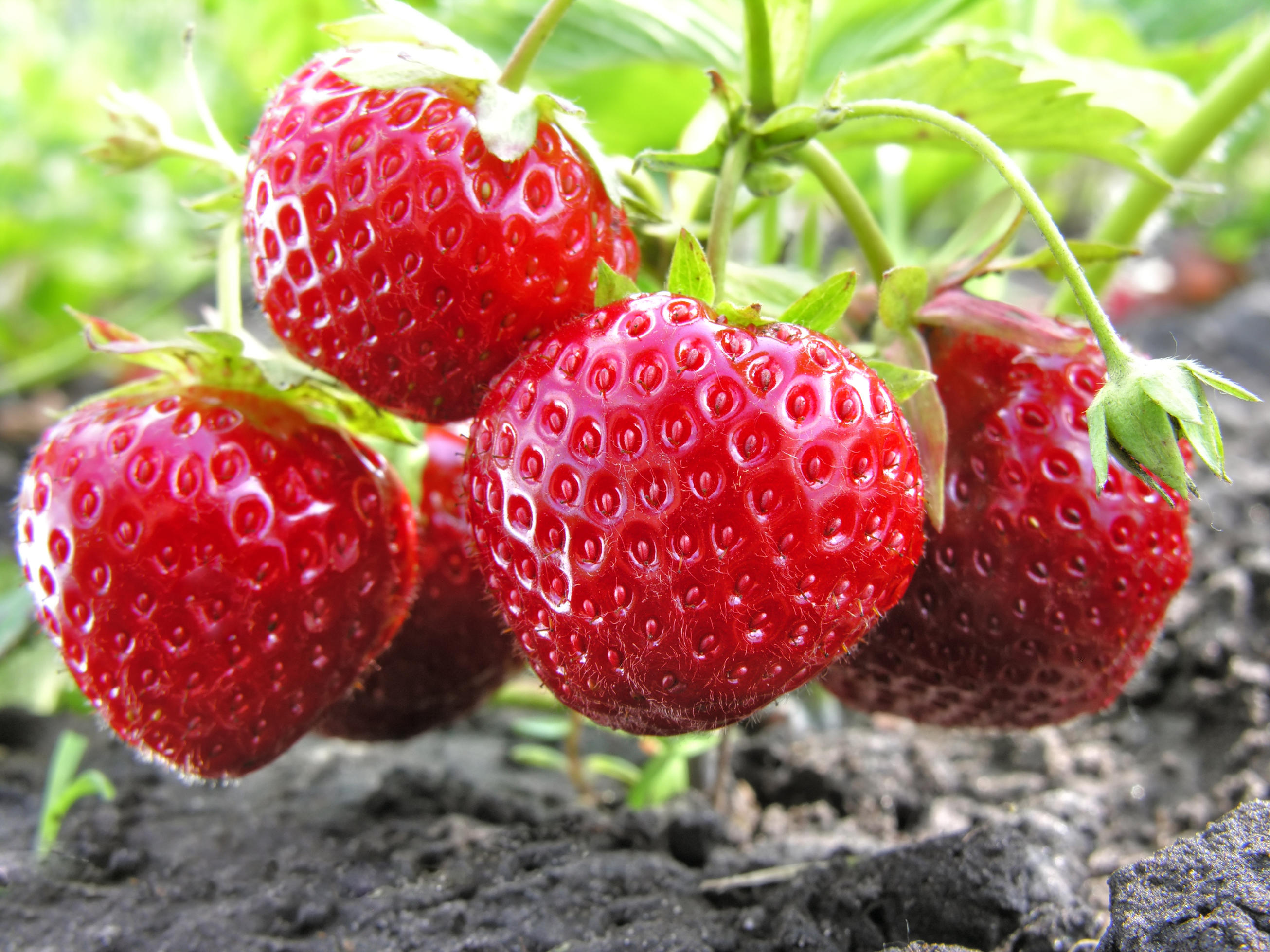 12 фруктов и овощей, в которых врачи нашли больше всего пестицидов