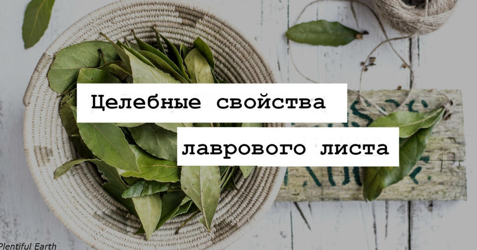 Подарок от Бога: листья, спасающие от давления, диабета и головной боли