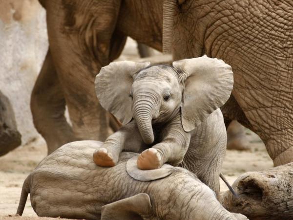 У слонов в Африке больше не растут бивни: это эволюция подстроилась под браконьеров