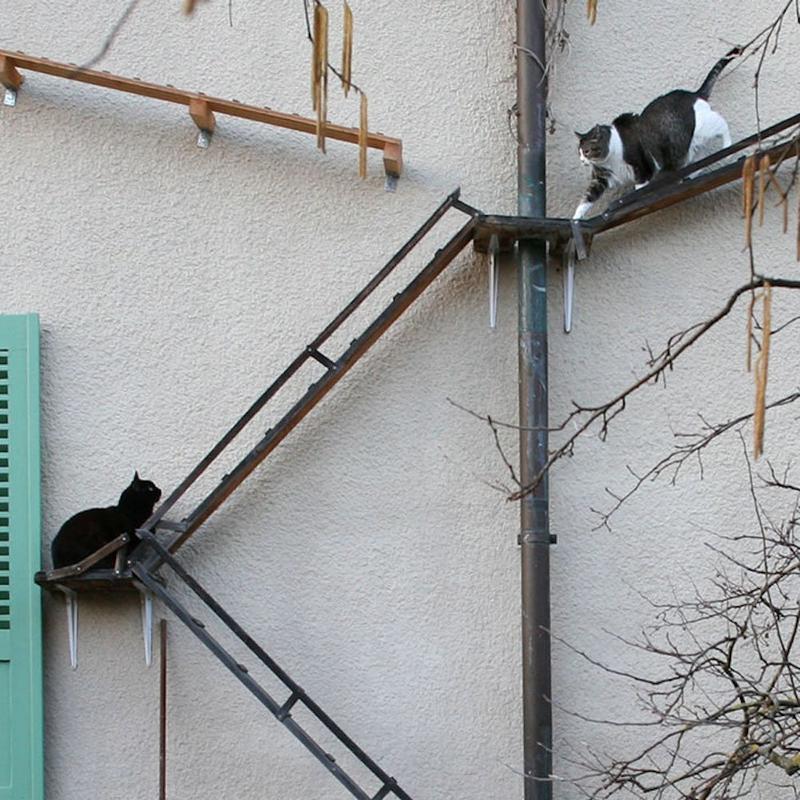 В Швейцарии для кошек делают лестницы, чтобы они могли гулять сами по себе