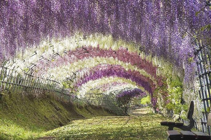 Этот цветочный туннель в Японии - самое романтичное место на Земле. Вот фото