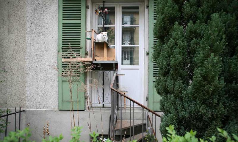 В Швейцарии для кошек делают лестницы, чтобы они могли гулять сами по себе
