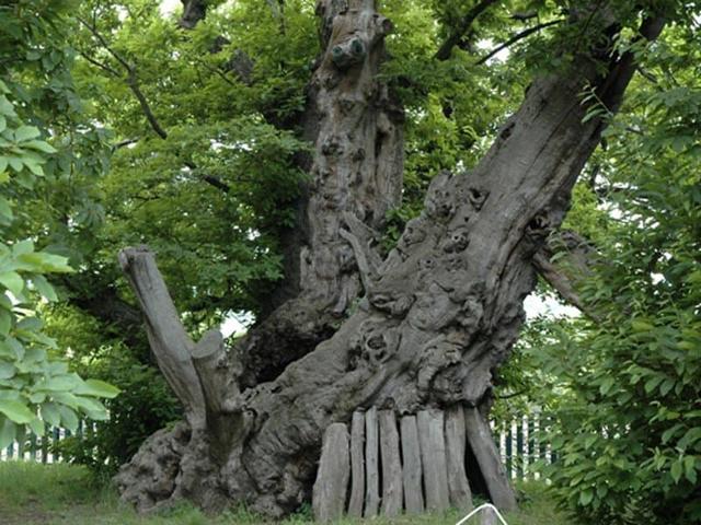 10 самых старых деревьев на Земле. Тяжело поверить, сколько они всего видели