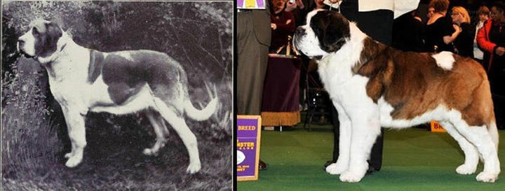 Вот как менялись известные породы собак за последние 100 лет