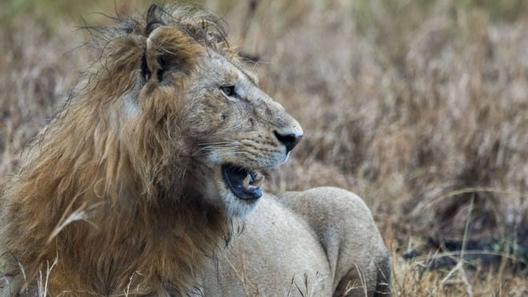 Браконьер охотился на носорога - но его поймал слон, а потом съели львы