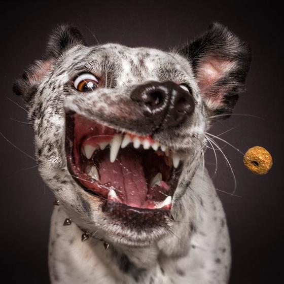 25 веселых фото собак, которые пытаются поймать угощения в воздухе