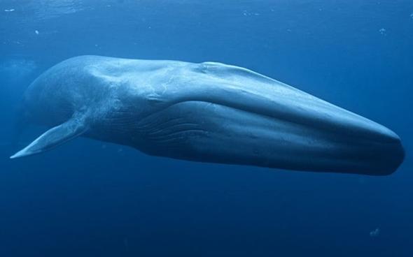 15 самых больших животных, которые когда-то жили на нашей планете