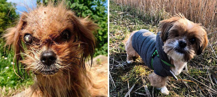 30 фото домашних животных до и после того, как их ″усыновили″