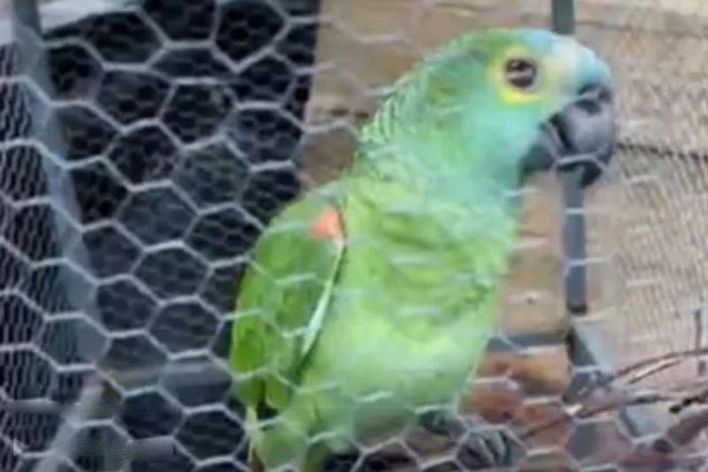 В Бразилии арестовали попугая, который предупреждал наркоторговцев о полиции