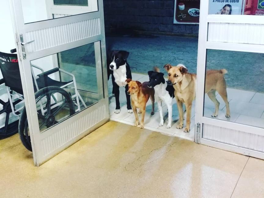 Бездомного положили в больницу - и все его 4 собаки терпеливо ждали его у двери