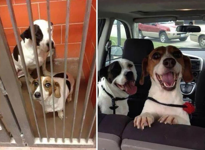 30 фото домашних животных до и после того, как их ″усыновили″