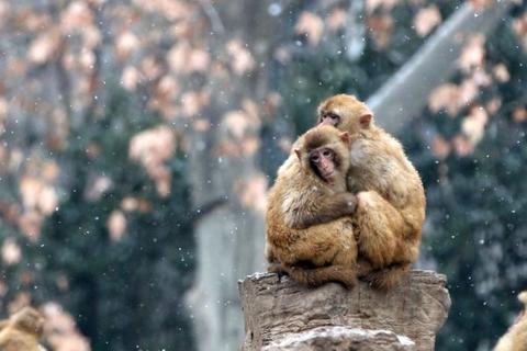 Китайские ученые внедрили гены человеческого мозга в обезьян