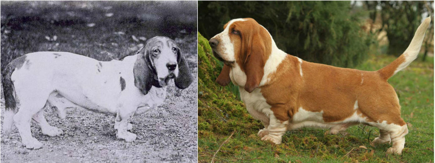 Вот как менялись известные породы собак за последние 100 лет