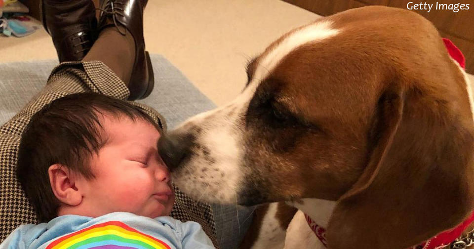 Почему собаки так любят нюхать малышей? Биологи нашли причину