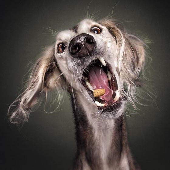 25 веселых фото собак, которые пытаются поймать угощения в воздухе