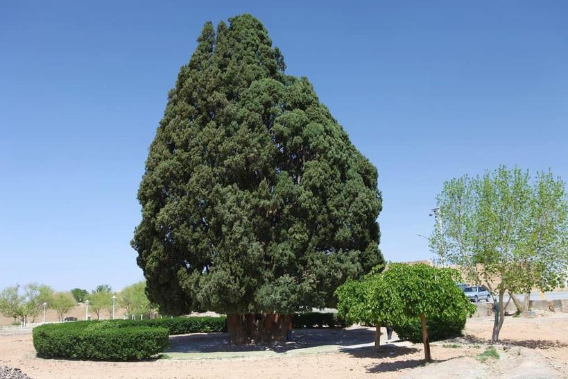10 самых старых деревьев на Земле. Тяжело поверить, сколько они всего видели