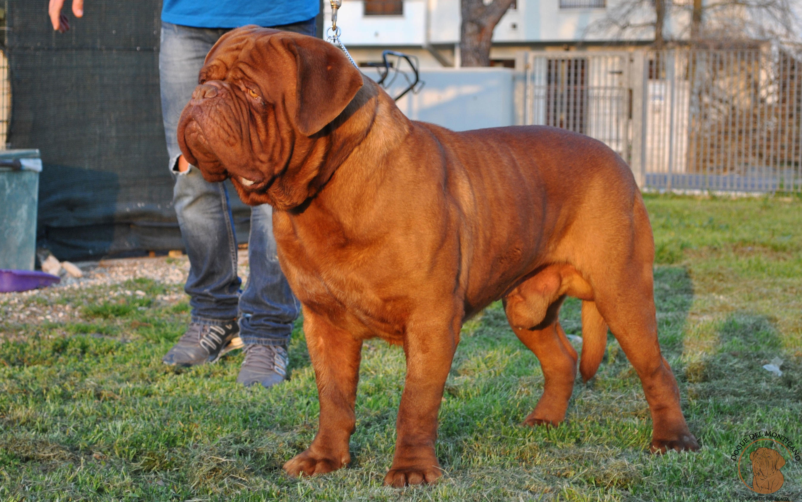 9 самых крупных собак в мире, от которых бы многие не отказались