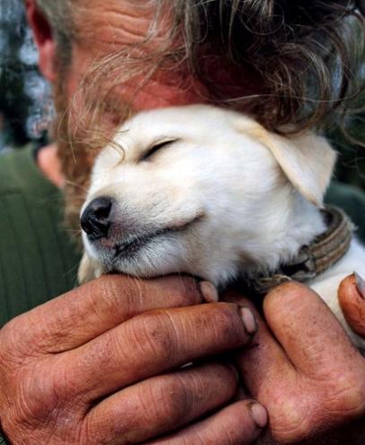25 раз, когда собаки показали, что такое настоящая безусловная любовь