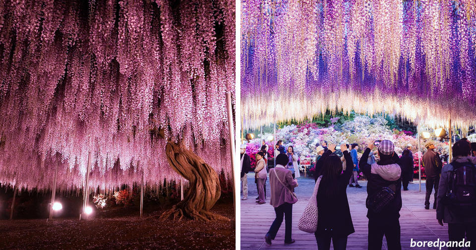 В Японии расцвело дерево размером с небольшую ферму   зрелище завораживает