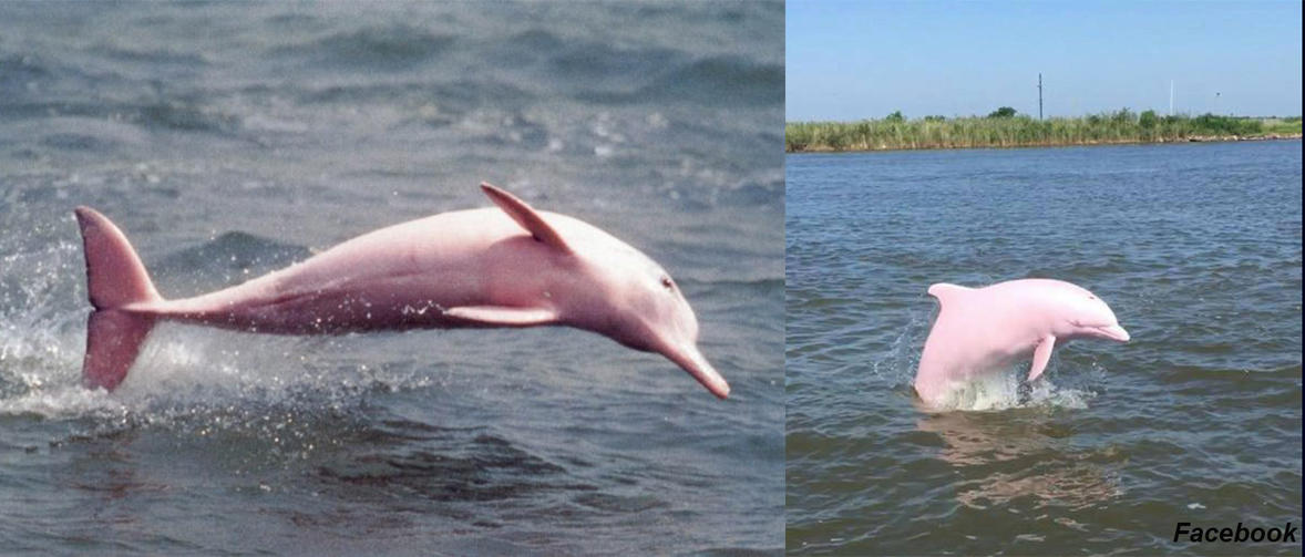 Редкий розовый дельфин попал на камеру. Выглядит как инопланетянин