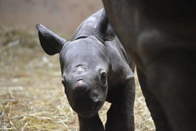 В Чикаго родился редкий малыш черного носорога. Вот милейшие фото