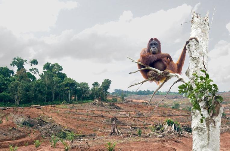 Через 10 лет орангутаны могут полностью исчезнуть! Все из-за людей
