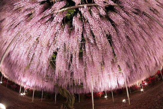 В Японии расцвело дерево размером с небольшую ферму - зрелище завораживает