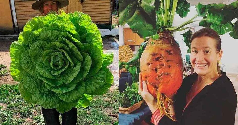 15 гигантских овощей, которые оказались абсолютно реальными