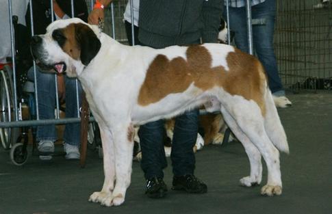 9 самых крупных собак в мире, от которых бы многие не отказались