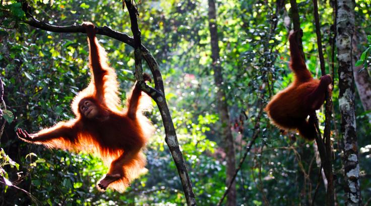 Через 10 лет орангутаны могут полностью исчезнуть! Все из-за людей