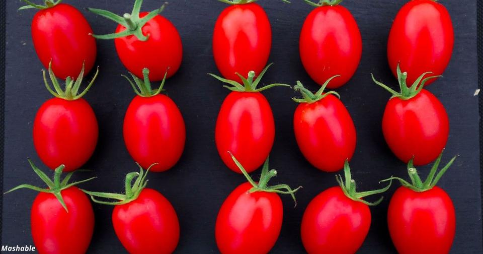 Учёные собираются вернуть «пластиковым» помидорам аромат и вкус 100 летней давности