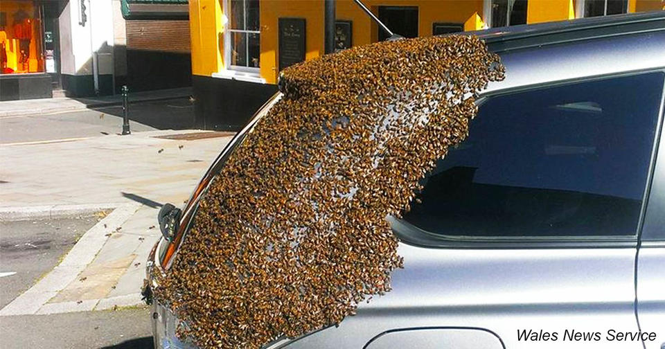 Пчелиная семья два дня преследовала авто, где застряла их матка