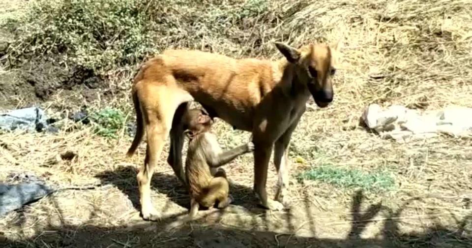 В Индии собака усыновила маленькую обезьянку, и теперь они неразлучны